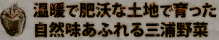温暖で肥沃な土地で育った、自然味あふれる三浦野菜